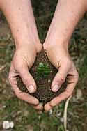 Picture, Hands with Plant